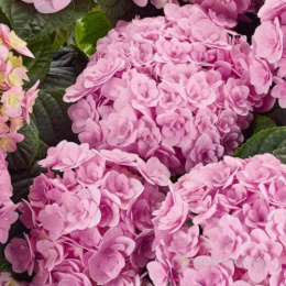 Гортензия крупнолистовая Флорентина, P12, без упаковки в контейнере Colorline