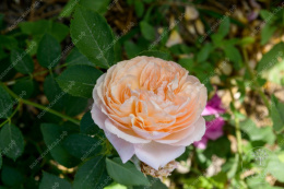 Роза шраб Шарль де Нерво, желтый, h-100-120см, d-8-10см Волжский Сад ВС001-457