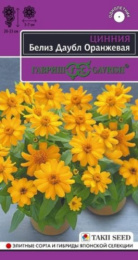 Цинния Белиз даубл оранжевая 5шт. цветной пакет серия Эксклюзив Гавриш