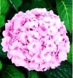 Гортензия крупнолистовая Боденси, Р12, без упаковки в контейнере Colorline