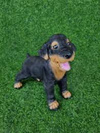 Фигурка садовая из полистоуна Щенок Ротвейлер стоячий 13х27х24см ТулаСад 313