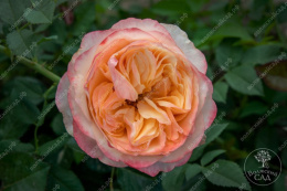 Роза чайно-гибридная Свит Вувузелла, розовый, h-70-90см, d-8-10см Волжский Сад ВС001-690