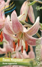 Лилия Пинк Морнинг 14/16 2шт. (SP) Colorline
