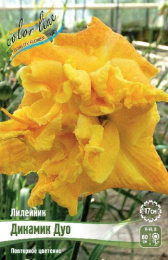 Лилейник Динамик Дуо 1шт. Colorline