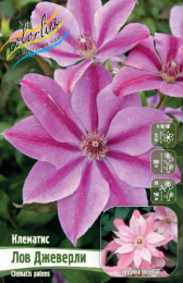 Клематис Лов Джеверли 2шт. Colorline