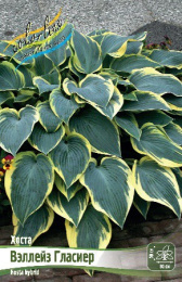 Хоста Валлиз Глэсиа 1шт. Colorline
