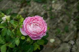 Роза шраб Сапфир, сиреневый, h-100-120см, d-4-6см Волжский Сад ВС001-329