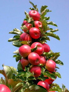 Яблоня колоновидная Московское ожерелье Волжский Сад