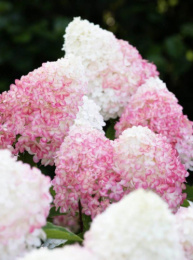 Гортензия метельчатая Пинк энд Роуз, P9, без упаковки в контейнере Colorline
