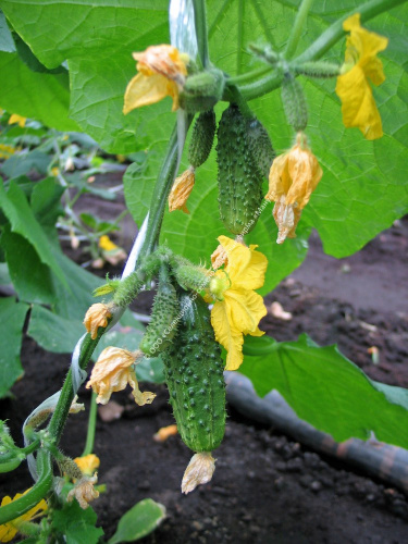 Огурец Кузнечик F1 10шт. цветной пакет Манул