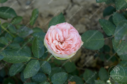 Роза чайно-гибридная Чарминг Пиано, розовый, h-100-120см, d-6-8см Волжский Сад ВС001-628