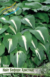 Хоста Найт Бефоре Христмас 1шт. Colorline