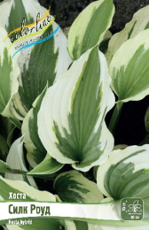 Хоста Силк Роуд 1шт. Colorline