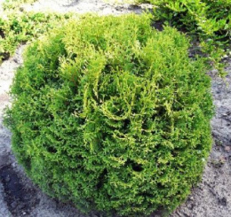 Туя западная Тайни Тим, P9, без упаковки в контейнере Colorline