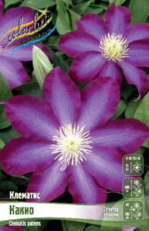 Клематис Какио 2шт. Colorline