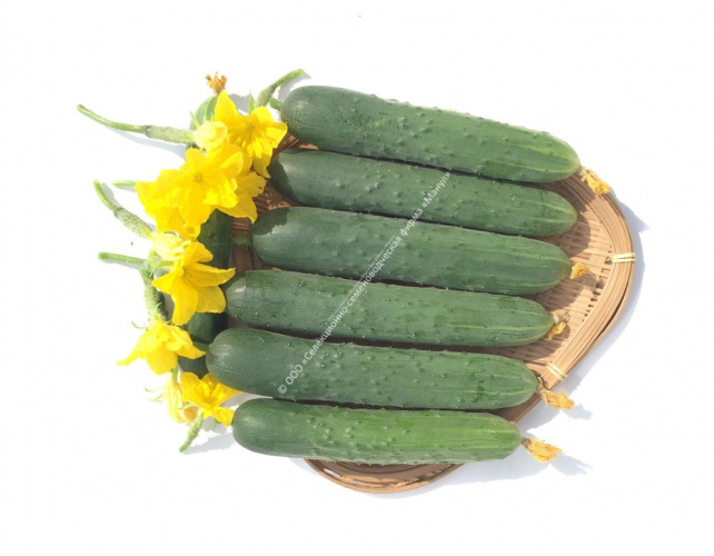 Огурец Апрельский F1 10шт. цветной пакет Манул