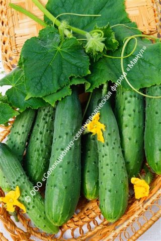 Огурец Арина F1 10шт. цветной пакет Манул