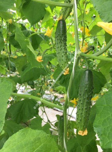 Огурец Тачанка F1 10шт. цветной пакет Манул