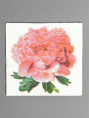 Салфетки бумажные  50шт. 24х24см однослойные Пион розовый Garmonia 10894278