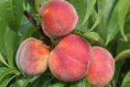 Персик Донской морозоустойчивый Волжский Сад