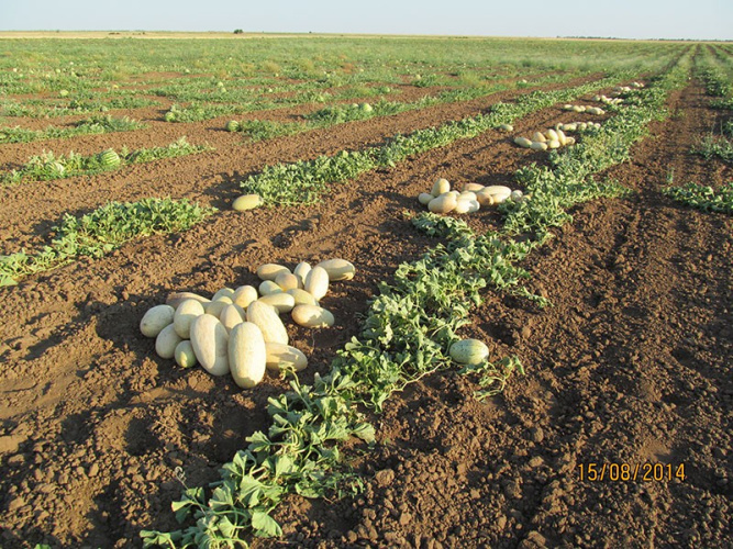 Дыня Торпеда 15шт. цветной пакет Поиск