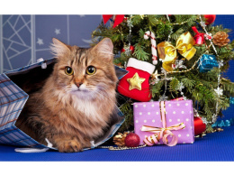 Алмазная мозаика на подрамнике 30х40см Пушистый подарок НД-7640