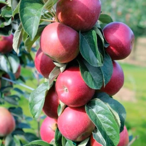 Яблоня колоновидная Стелла Волжский Сад