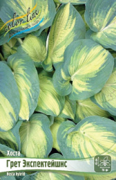 Хоста Грет Экспектейшнс 1шт. Colorline