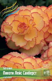 Бегония Пикоти Лейс Санберст 2шт. Colorline