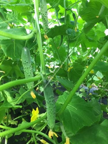 Огурец Апрельский F1 10шт. цветной пакет Манул