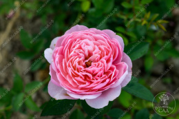 Роза шраб (Английская) Зе Алнвик Роуз, розовый, h-110-130см, d-7-9см Волжский Сад ВС001-563