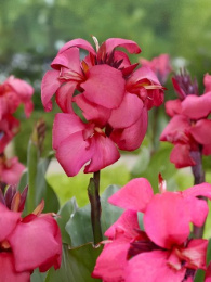 Канна Шайнинг Пинк зеленый лист 1шт. Colorline