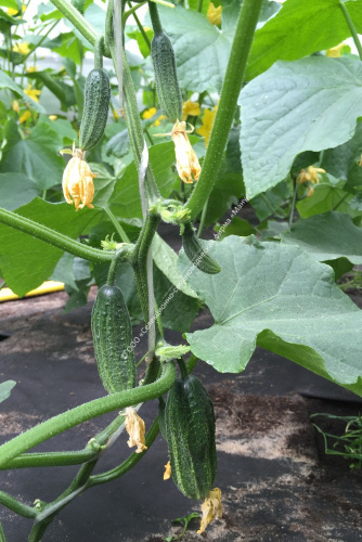 Огурец Артель F1 10шт. цветной пакет Манул