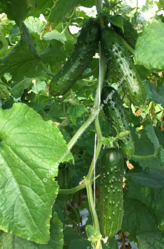 Огурец Тачанка F1 10шт. цветной пакет Манул