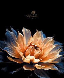 Тетрадь  48 листов Цветок на черном С0231-07