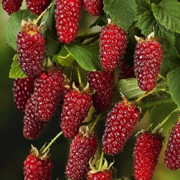 Малино-ежевичный гибрид Тэйберри, Р9, в цветной коробке Colorline