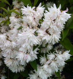 Дейция шершавая Прайд оф Рочестер, P9, без упаковки Colorline