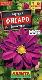 Георгина Фигаро фиолетовая махровая 7шт. цветной пакет Аэлита