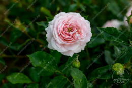 Роза шраб Ларисса, светло-розовый, h-90-110см, d-4-6см Волжский Сад ВС001-578