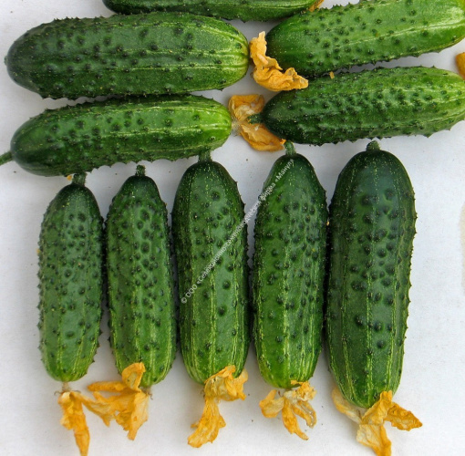 Огурец Кузнечик F1 10шт. цветной пакет Манул