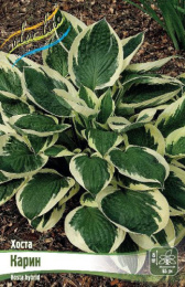 Хоста Карин 1шт. Colorline