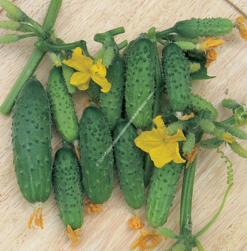 Огурец Капитан F1 10шт. цветной пакет Манул