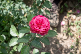 Роза чайно-гибридная Пинк Пиано, розовый, h-100-120см, d-6-8см Волжский Сад ВС001-439