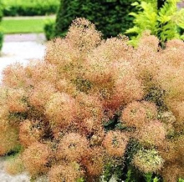 Скумпия кожевенная Янг Леди, P9, в цветной коробке Colorline