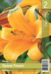 Лилия Оранж Планет 12/14 2шт. Эконом (TR) Colorline