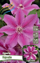 Клематис Карнаби 2шт. Colorline