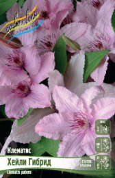 Клематис Хейли Гибрид 2шт. Colorline