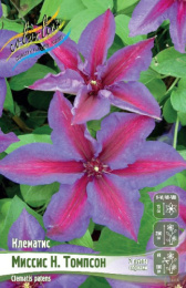 Клематис Миссис Н.Томпсон 2шт. Colorline