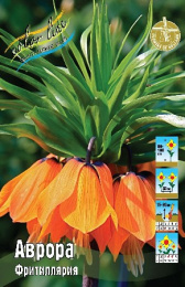 Фритиллярия Аврора 1шт. Colorline