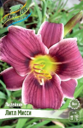 Лилейник Литл Мисси 1шт. Colorline